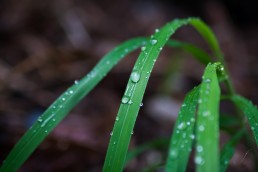 Drops on Grass