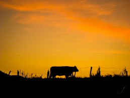 Cow in Sunset