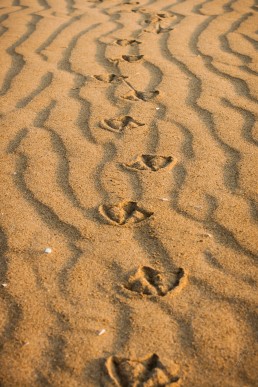 Footsteps in the Sand