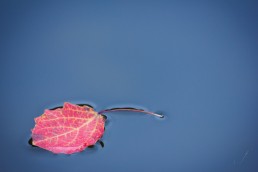 Leaf in the Water