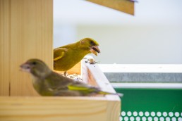 Eating Birds
