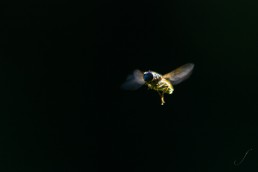 Flying Hoverfly