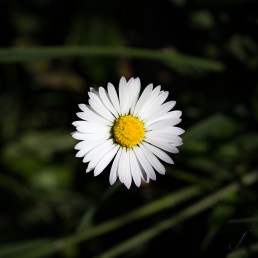 Daisy from above